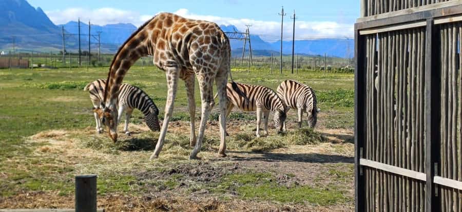 CT:Giraffe house-lions-leopard-tiger and WineTasting - Giraffe House: the most hands-on stop