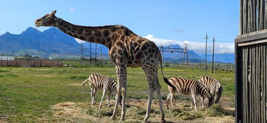 CT:Giraffe house-lions-leopard-tiger and WineTasting - Lions, leopards, tigers, and optional cheetahs