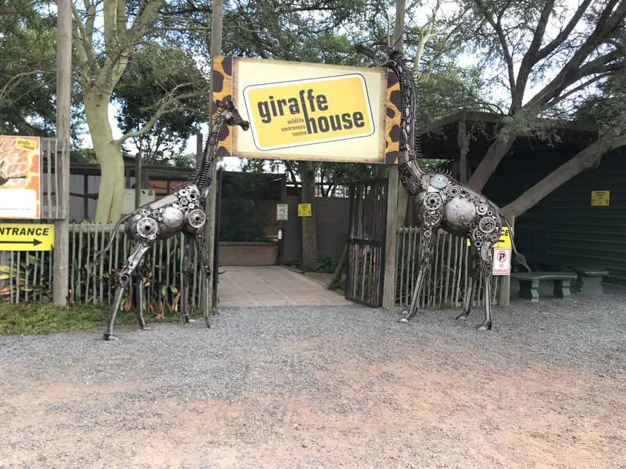CT:Giraffe house-lions-leopard-tiger and WineTasting - Is the $158 price good value?