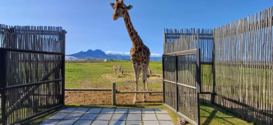 CT:Giraffe house-lions-leopard-tiger and WineTasting - Leaving Cape Town with a private guide