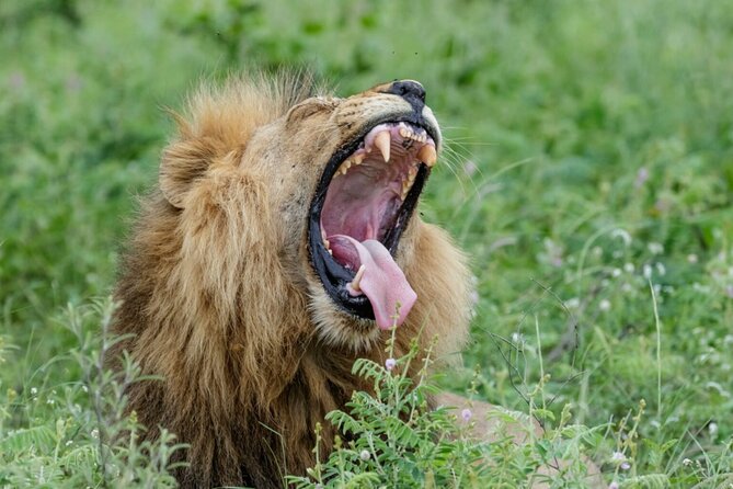 Daily Pilanesberg National Park Private Shuttle Services - The drivers can shape the whole experience