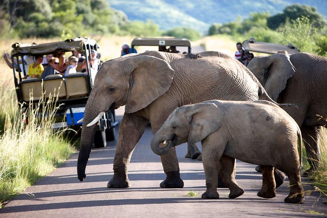 Daily Pilanesberg National Park Private Shuttle Services - Airport pickup: convenient, but confirm the meeting plan