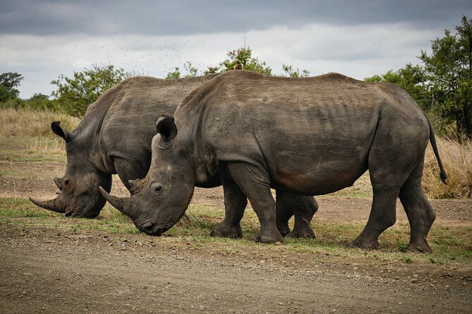 Daily Pilanesberg National Park Private Shuttle Services - Choosing Sun City or Pilanesberg as your destination