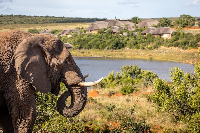 Day Safari at Pumba Private Game Reserve - Weather, clothing, and camera advice