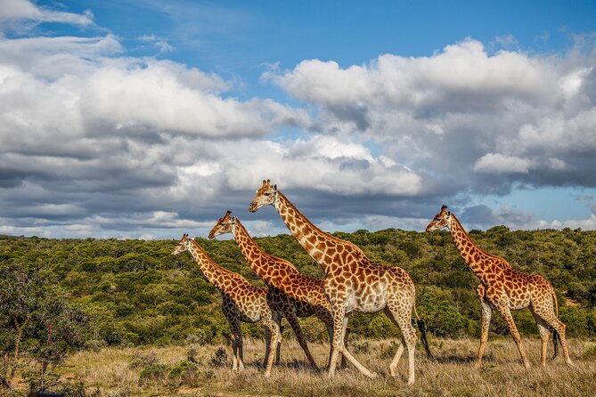 Day Safari at Pumba Private Game Reserve - Is $92.65 good value for four hours?