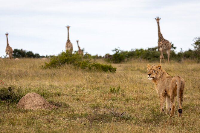 Day Safari at Pumba Private Game Reserve - The 10:00 am open Land Rover game drive