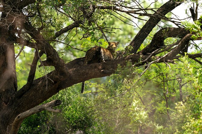 Discover the Pilanesberg with a personalized full day safari - Key points to know before you book