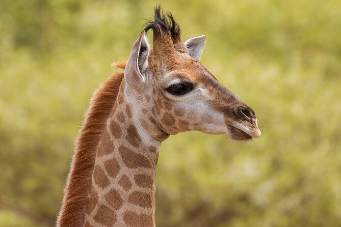 Discover the Pilanesberg with a personalized full day safari - Why Pilanesberg works so well from Johannesburg