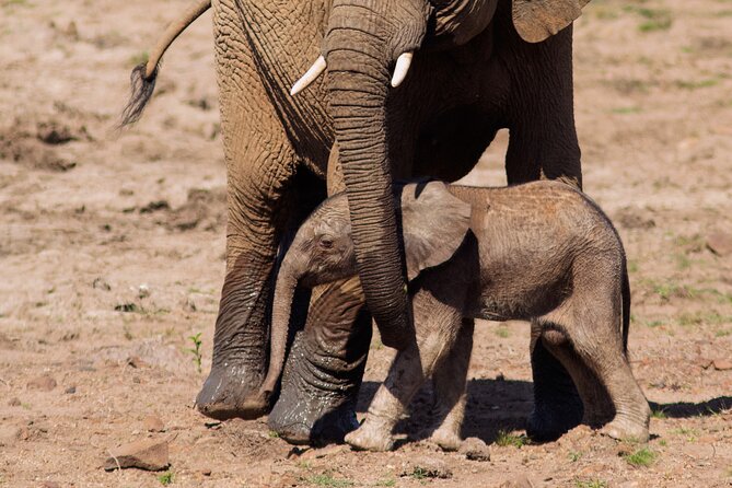 Discover the Pilanesberg with a personalized full day safari - Inside the reserve, the guide shapes the day
