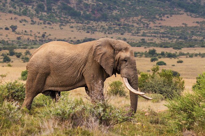 Discover the Pilanesberg with a personalized full day safari - Breakfast in the bush is part of the appeal