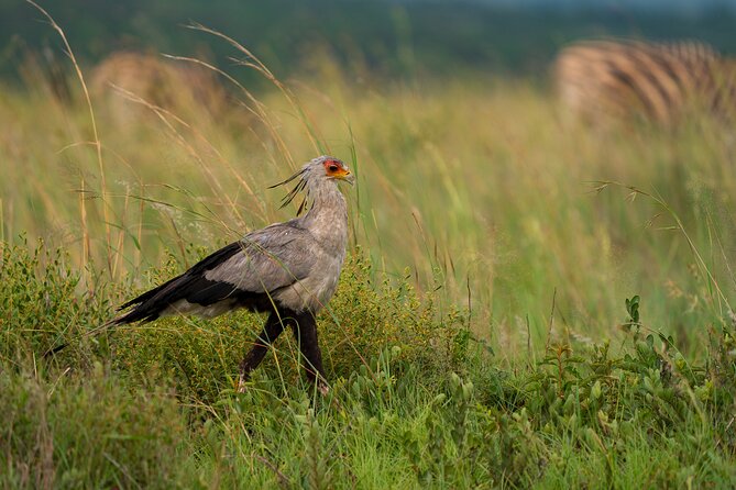 Discover the Pilanesberg with a personalized full day safari - Lunch keeps the full-day plan comfortable
