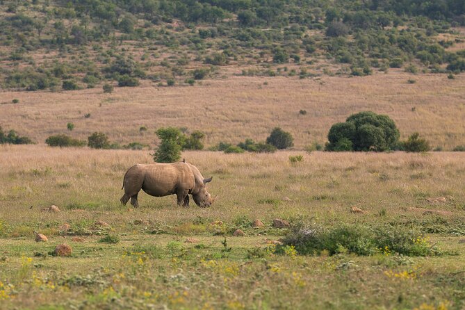 Discover the Pilanesberg with a personalized full day safari - Booking details worth checking before departure