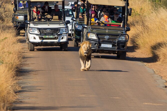 Discover the Pilanesberg with a personalized full day safari - The early Johannesburg pickup sets the tone