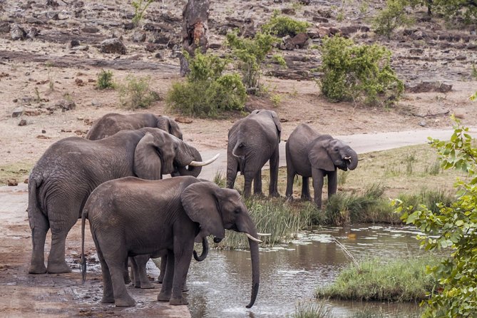 Durban: Big 5 Safari - Open Safari Vehicle at Exclusive Reserve - A full safari day from Durban