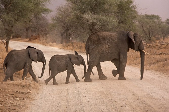 Durban: Big 5 Safari - Open Safari Vehicle at Exclusive Reserve - The ride north with Thabo
