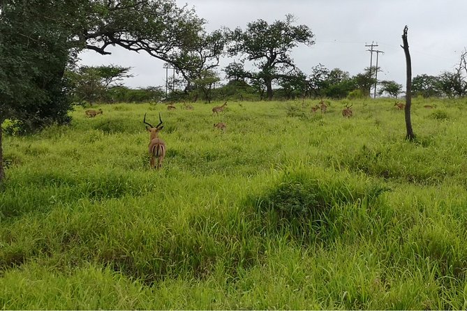 Durban: Big 5 Safari - Open Safari Vehicle at Exclusive Reserve - Who should book this safari