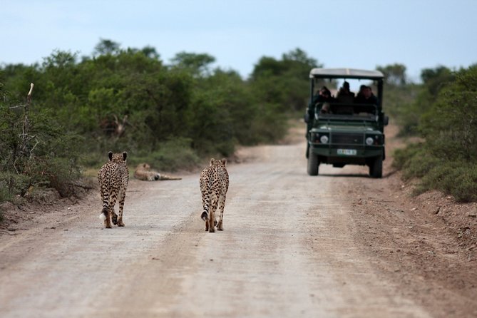 Durban: Big 5 Safari - Open Safari Vehicle at Exclusive Reserve - Practical details before you reserve