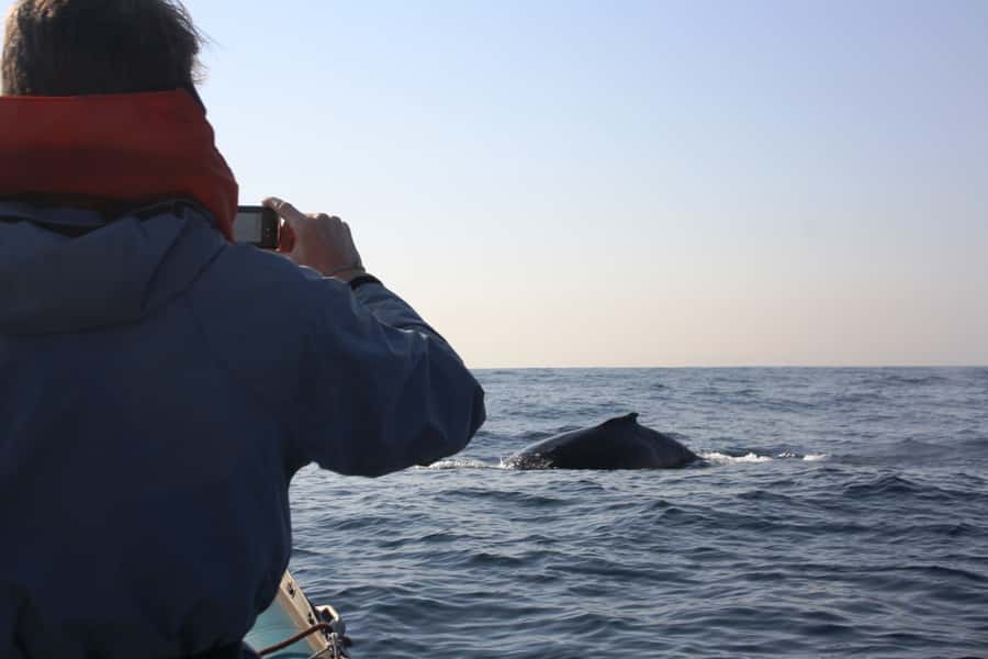 Durban: Durban: Whale and Dolphin Watching Boat Tour - Who should book this Durban cruise?