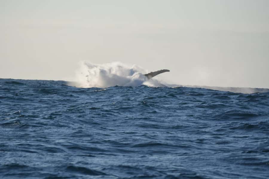 Durban: Durban: Whale and Dolphin Watching Boat Tour - Starting at Wilson’s Wharf Marina