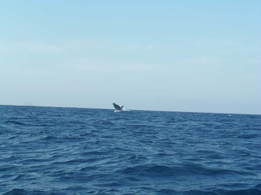 Durban: Durban: Whale and Dolphin Watching Boat Tour - Watching humpback whales from May to November
