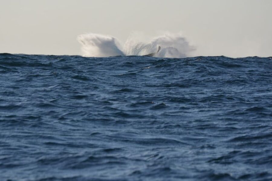 Durban: Durban: Whale and Dolphin Watching Boat Tour - Dolphins, turtles, birds, and possible surprises