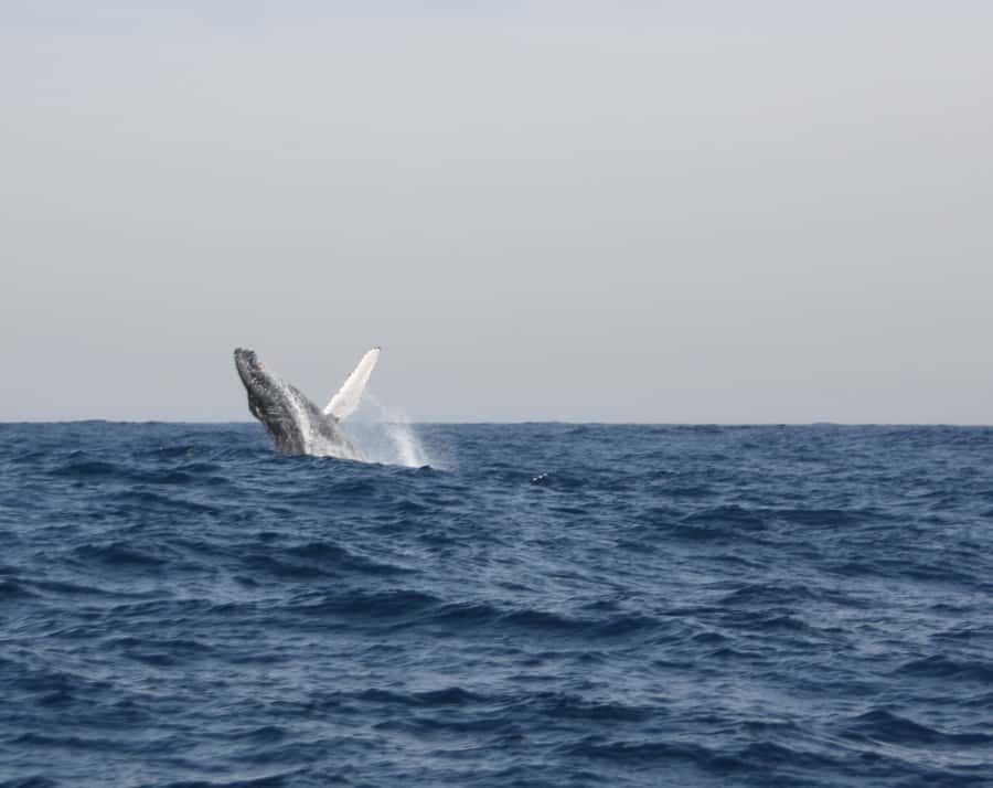 Durban: Durban: Whale and Dolphin Watching Boat Tour - Guides who make the waiting worthwhile