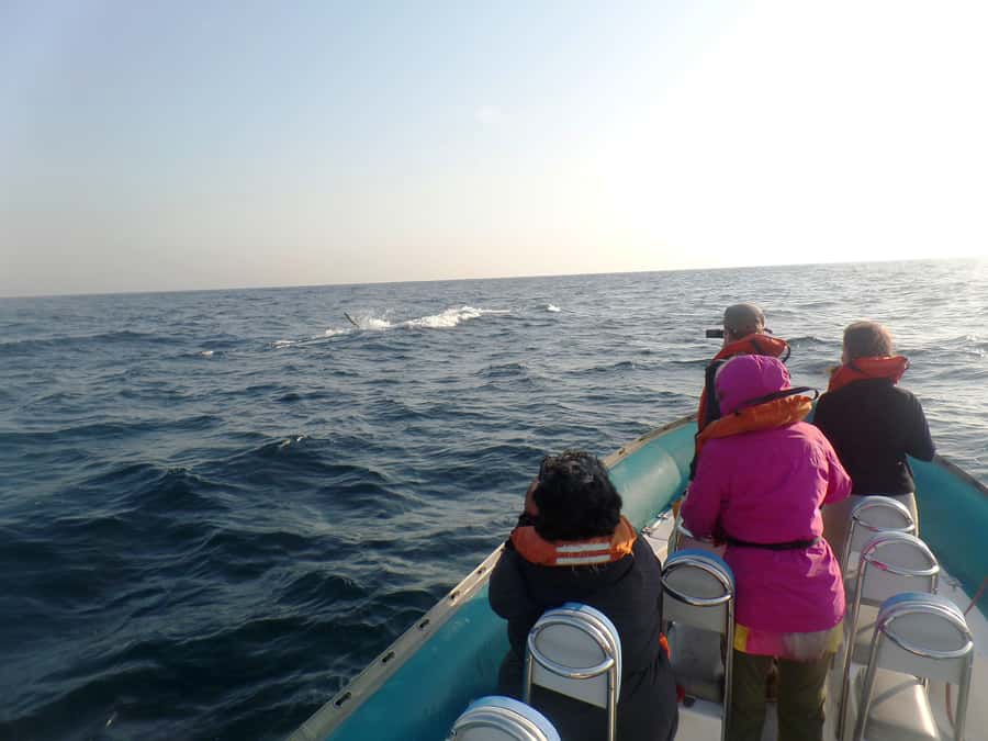 Durban: Durban: Whale and Dolphin Watching Boat Tour - Price, timing, and what you receive