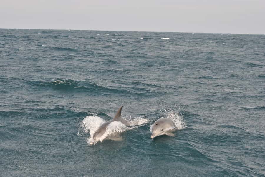 Durban: Durban: Whale and Dolphin Watching Boat Tour - Choosing the best conditions