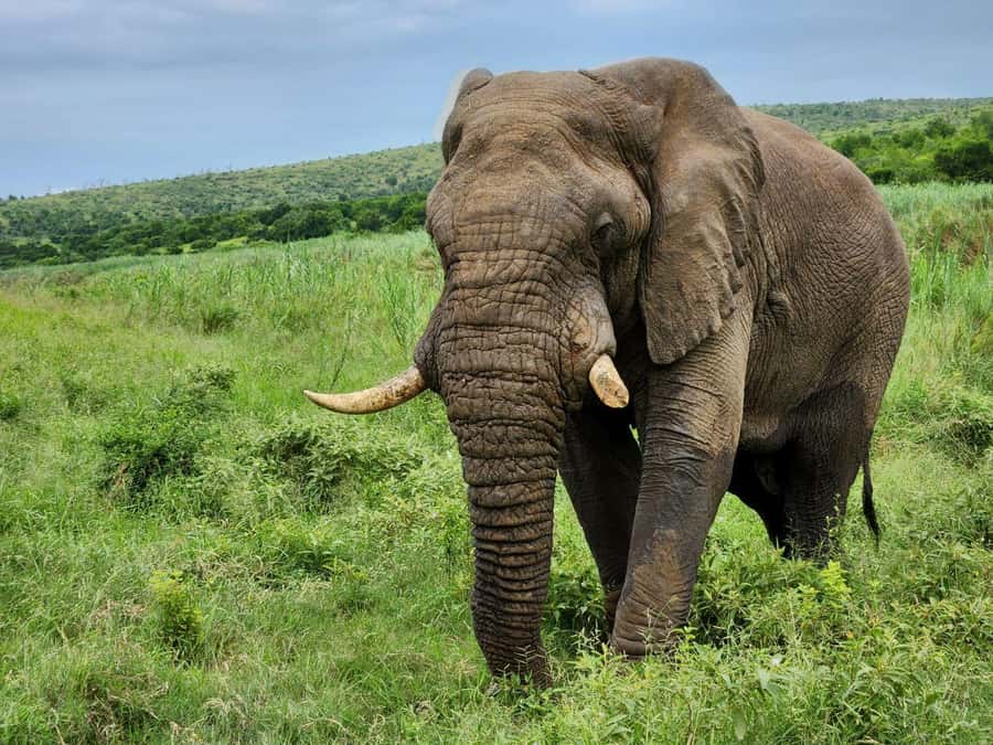 Durban: Full Day Hluhluwe-iMfolozi Game Reserve with lunch - Key points to know before booking