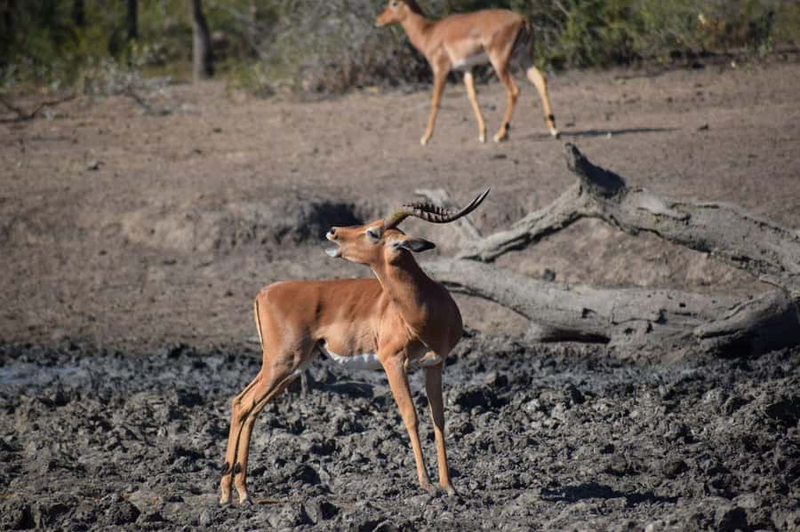 Durban: Full Day Hluhluwe-iMfolozi Game Reserve with lunch - Why Hluhluwe-iMfolozi is worth the long road from Durban