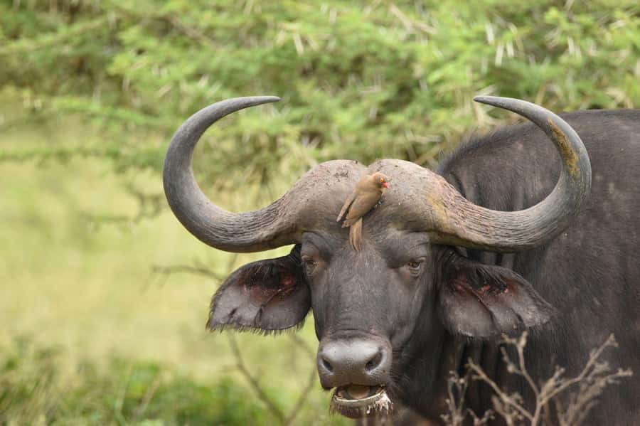 Durban: Full Day Hluhluwe-iMfolozi Game Reserve with lunch - The first 3.5 hours of wildlife viewing