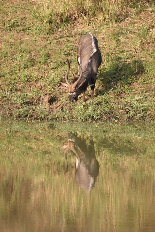 Durban: Full Day Hluhluwe-iMfolozi Game Reserve with lunch - Practical ways to make the day better
