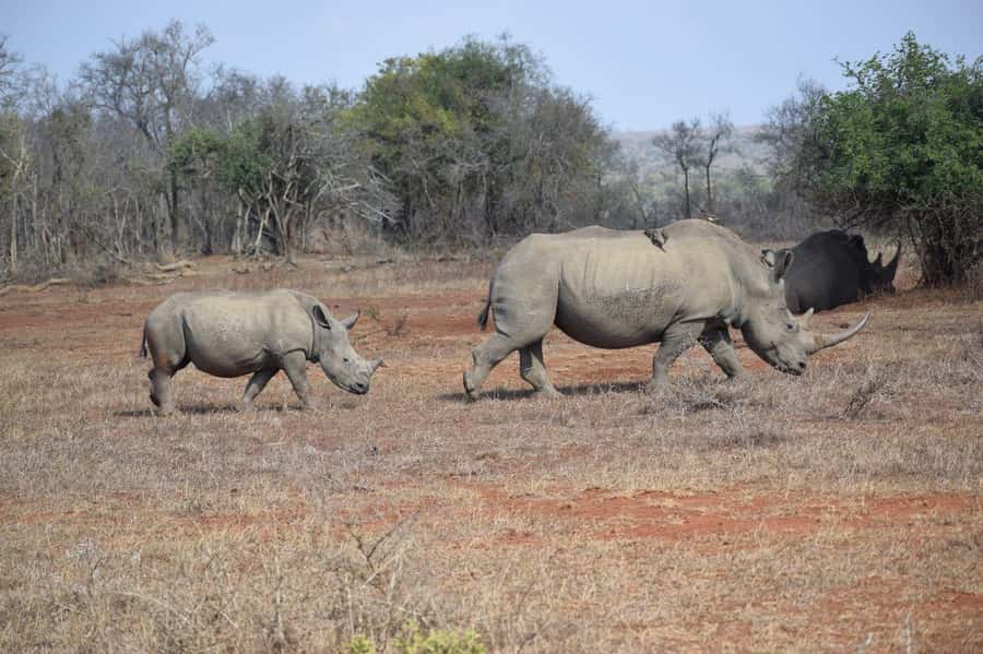 Durban: Full Day Hluhluwe-iMfolozi Game Reserve with lunch - Leaving Durban before sunrise