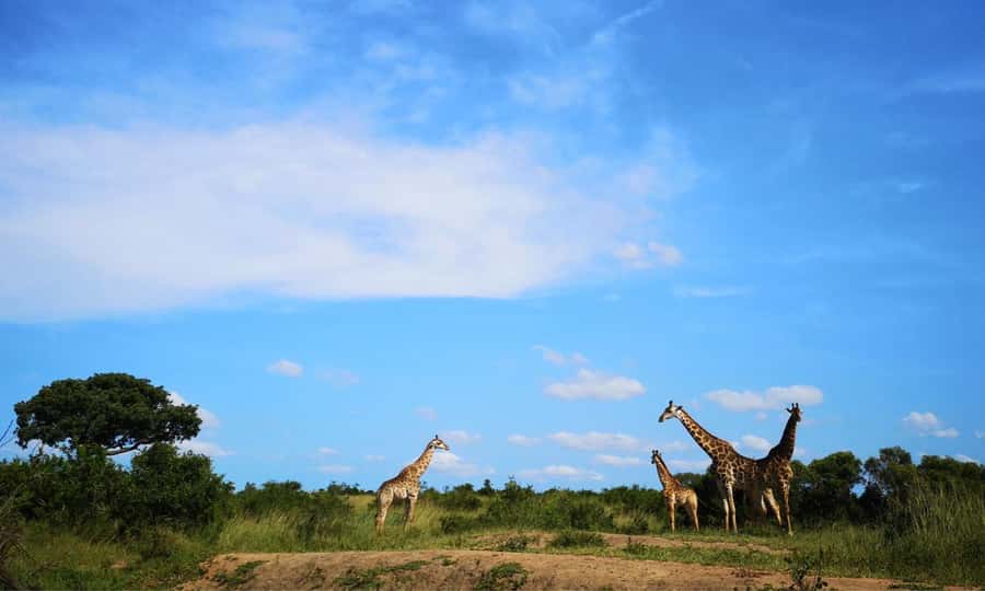 Durban: Hluhluwe Big 5 Safari with Pro Zeiss Binoculars - Key points to know before booking
