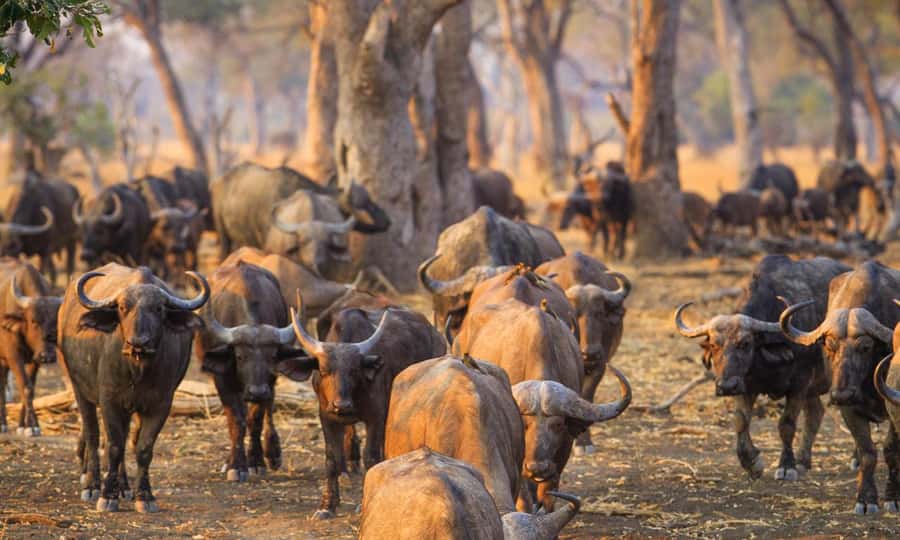 Durban: Hluhluwe Big 5 Safari with Pro Zeiss Binoculars - Why Hluhluwe-Imfolozi makes a worthwhile day trip