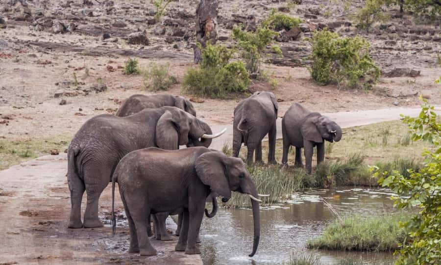 Durban: Hluhluwe Big 5 Safari with Pro Zeiss Binoculars - Morning drive through the Imfolozi sector