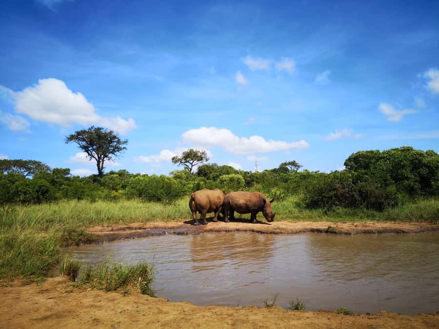 Durban: Hluhluwe Big 5 Safari with Pro Zeiss Binoculars - The 5 am departure from Durban