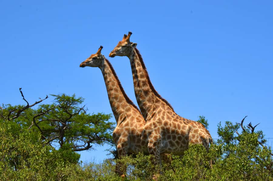 Durban: Hluhluwe Imfolozi Safari & iSimangaliso Tour - Key points to know before booking