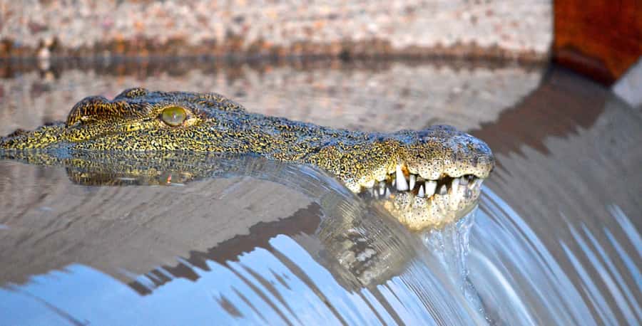 Durban: Hluhluwe Imfolozi Safari & iSimangaliso Tour - Why this day is worth the long road from Durban