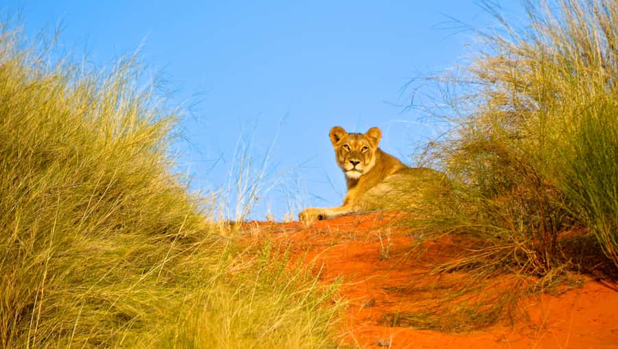 Durban: Hluhluwe Imfolozi Safari & iSimangaliso Tour - What you can see beyond the boat