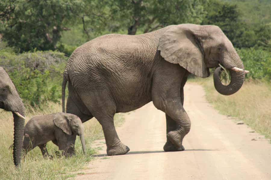 Durban: Hluhluwe Imfolozi Safari & iSimangaliso Tour - Who will get the most from this experience