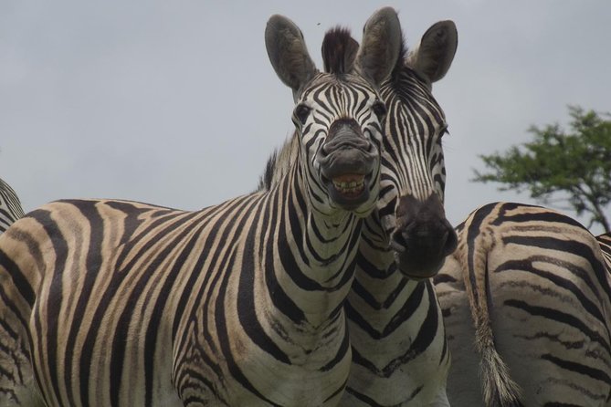 Durban Shore Excursion: Private Small Group Tala Game Reserve - Tala at a glance