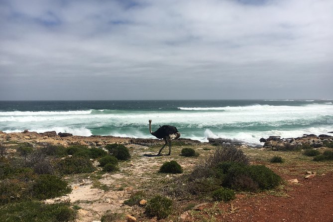 E-Bike Cape Peninsula tour - What the $156.32 price really covers