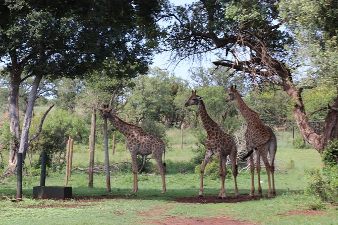Elephant Experience & Lesedi Cultural Village - Why this full day works from Johannesburg