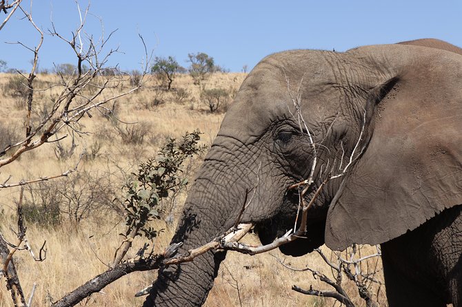 Elephant Experience & Lesedi Cultural Village - Lesedi Cultural Village, from marimbas to village life