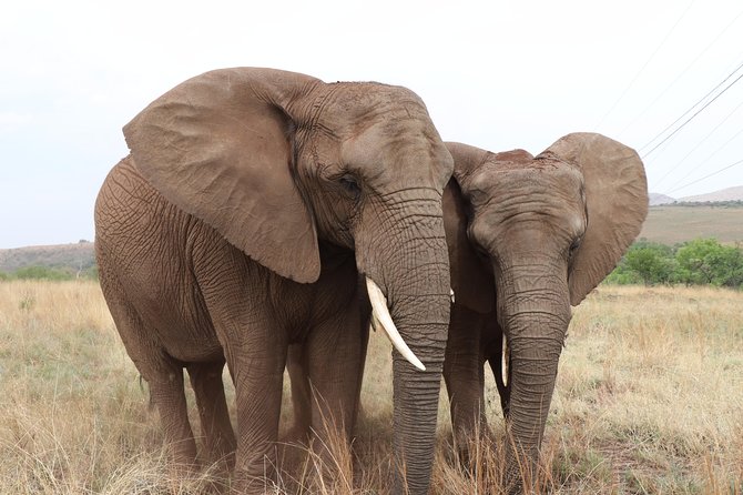 Elephant Experience & Lesedi Cultural Village - Buffet lunch and the afternoon dance show