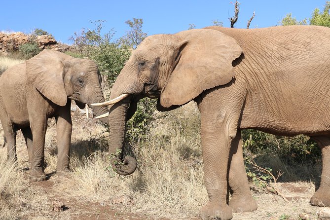 Elephant Experience & Lesedi Cultural Village - The Chameleon African Curio Market stop