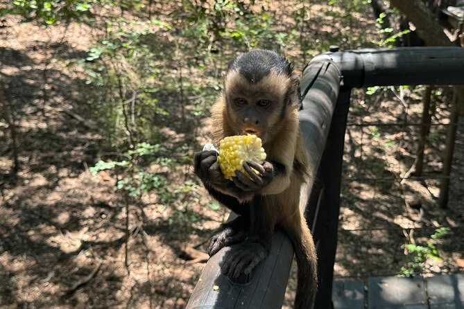 Elephant & Monkey Sanctuary Tour from Johannesburg - Animal welfare and the value of a guided encounter