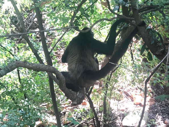 Elephant & Monkey Sanctuary Tour from Johannesburg - Practical tips for a smoother visit