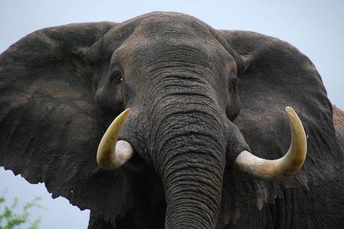 Elephant Sanctuary Tour from Johannesburg - Key points to know before booking